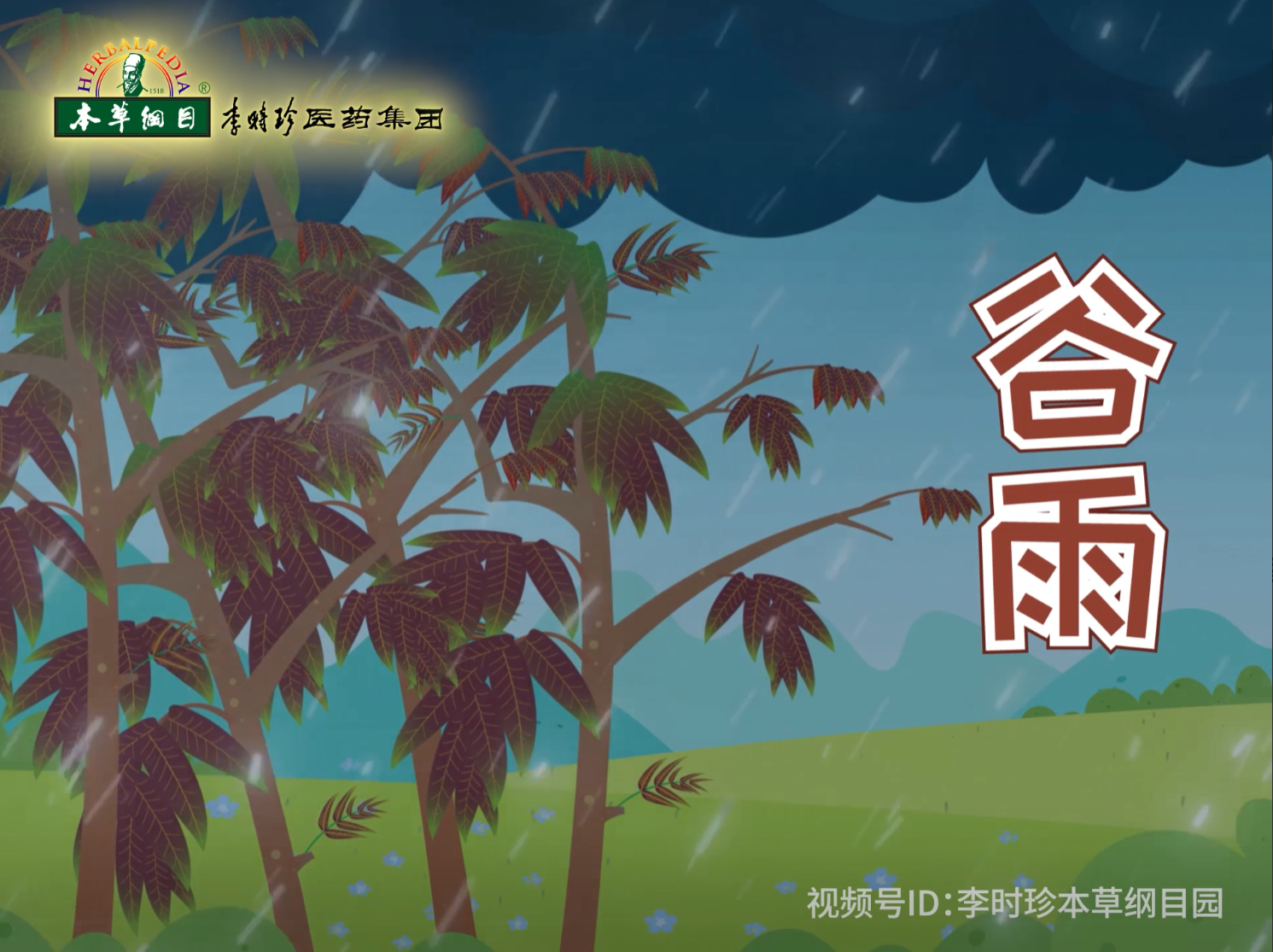 谷雨春雨綿綿，喝五加皮酒，祛濕活血正當時