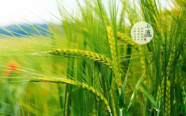 【二十四節(jié)氣養(yǎng)生篇】小滿:養(yǎng)好脾,盛夏一身輕