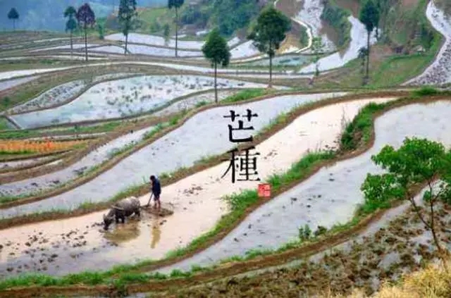 【二十四節(jié)氣養(yǎng)生篇】芒種:謹防梅雨傷