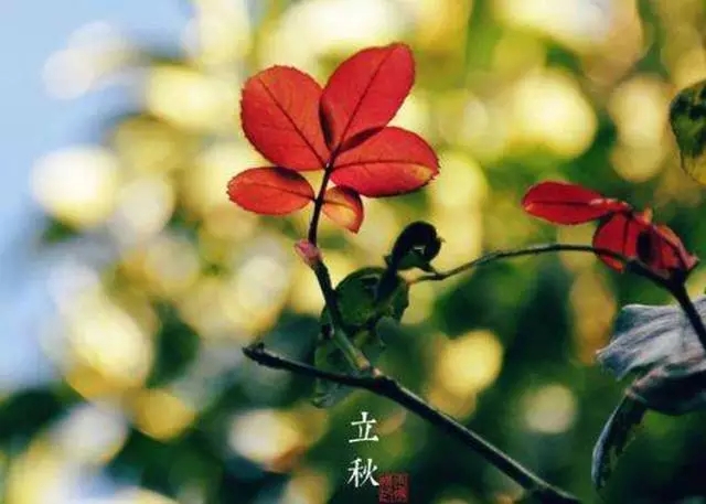 【二十四節(jié)氣養(yǎng)生篇】立秋:謹(jǐn)慎“秋老虎”侵襲 養(yǎng)生以“肺”為先